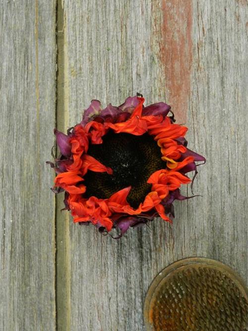 RED TINTED SUNFLOWERS